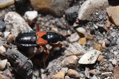 <i>Prostemma guttula</i>