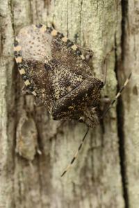 <i>Rhaphigaster nebulosa</i>
