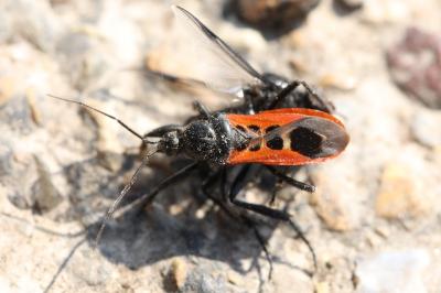 <i>Peirates stridulus</i>
