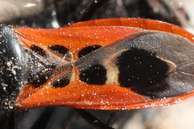 <i>Peirates stridulus</i>