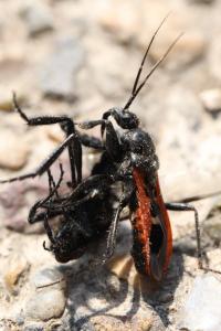<i>Peirates stridulus</i>