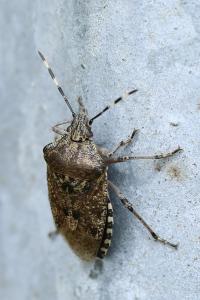 <i>Rhaphigaster nebulosa</i>