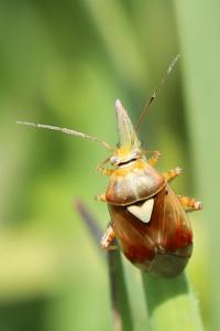 <i>Lygus pratensis</i>