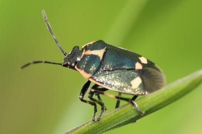 <i>Eurydema oleracea</i>