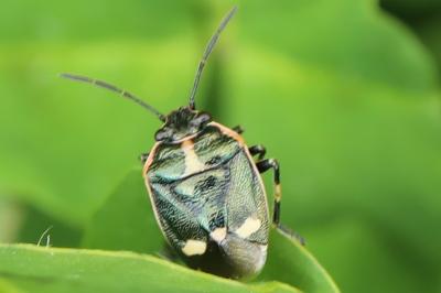 Eurydema oleracea