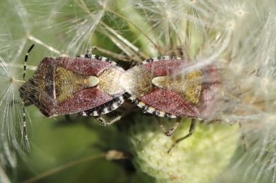 <i>Dolycoris baccarum</i>