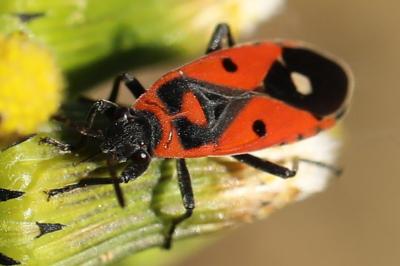 <i>Melanocoryphus albomaculatus</i>