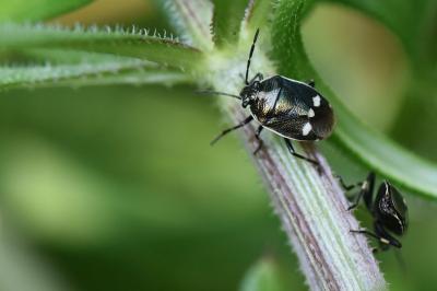 <i>Eurydema oleracea</i>