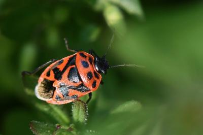 <i>Eurydema ornata</i>