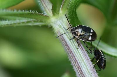 <i>Eurydema oleracea</i>