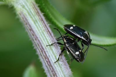 <i>Eurydema oleracea</i>
