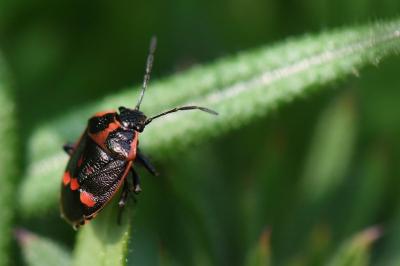 <i>Eurydema oleracea</i>