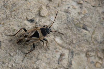 <i>Xanthochilus quadratus</i>