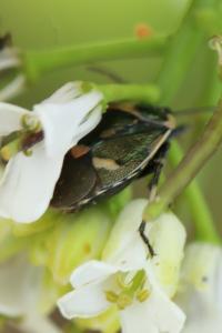 <i>Eurydema oleracea</i>