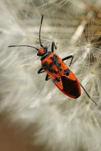 <i>Corizus hyoscyami</i>