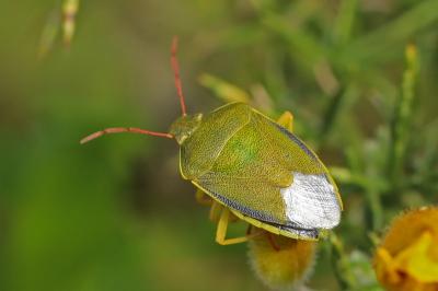 <i>Piezodorus lituratus</i>