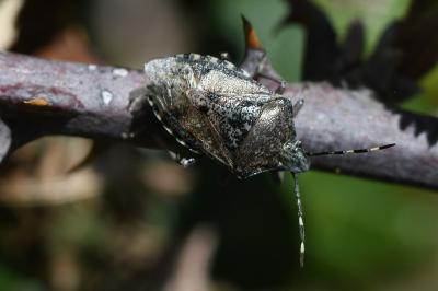 <i>Rhaphigaster nebulosa</i>