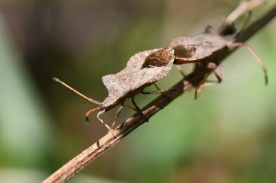 Coreus marginatus
