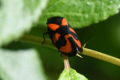 <i>Cercopis vulnerata</i>
