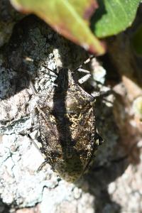 <i>Rhaphigaster nebulosa</i>