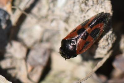 <i>Haematoloma dorsata</i>