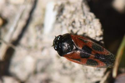 <i>Haematoloma dorsata</i>