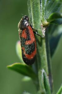 <i>Haematoloma dorsata</i>