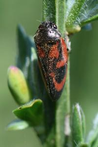 <i>Haematoloma dorsata</i>