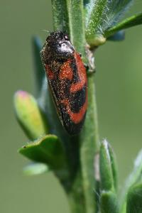 <i>Haematoloma dorsata</i>