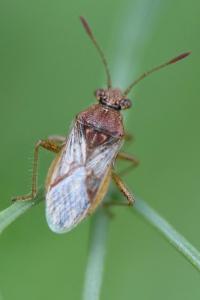 <i>Rhopalus parumpunctatus</i>