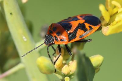 <i>Eurydema ornata</i>
