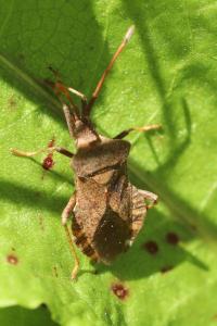 <i>Coreus marginatus</i>