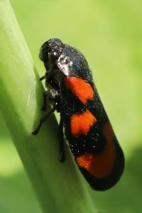<i>Cercopis vulnerata</i>