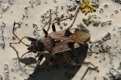 <i>Beosus maritimus</i>