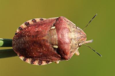 Eurygaster maura