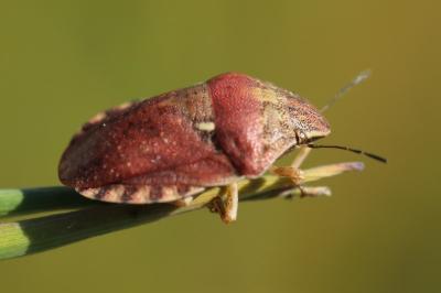 Eurygaster maura
