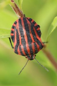 <i>Graphosoma italicum</i>