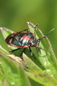 <i>Eurydema oleracea</i>