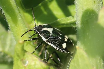 <i>Eurydema oleracea</i>
