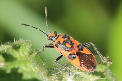 <i>Corizus hyoscyami</i>