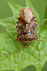 <i>Elasmucha grisea</i>