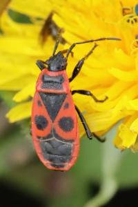 <i>Pyrrhocoris apterus</i>