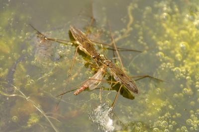 <i>Gerris lacustris</i>