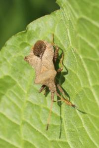 <i>Coreus marginatus</i>