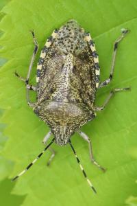 <i>Rhaphigaster nebulosa</i>