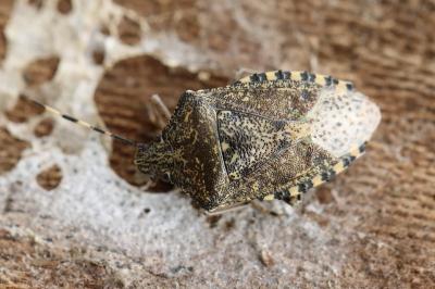 <i>Rhaphigaster nebulosa</i>