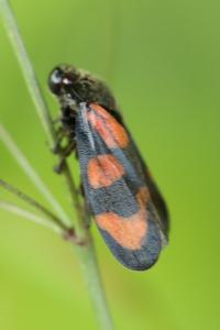 <i>Cercopis vulnerata</i>