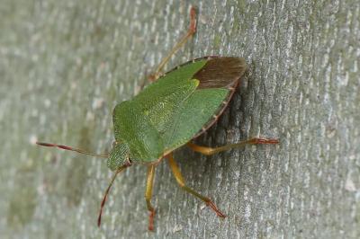 <i>Palomena prasina</i>