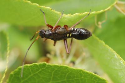 <i>Miris striatus</i>