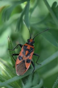 <i>Corizus hyoscyami</i>
